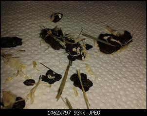 Quasselthread-1408283216823.jpg