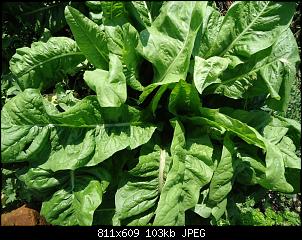 Der Garten- und Anbauthread-zicho1.jpg