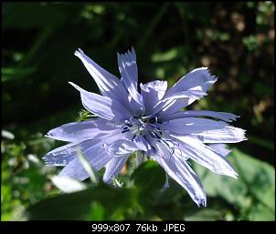 Der Garten- und Anbauthread-zicho2.jpg