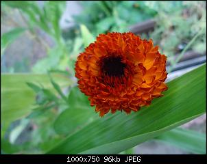 Der Garten- und Anbauthread-ringel.jpg