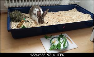 verliebt in deutsche Riesen-1410624752798.jpg