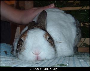 Schr�ge Kaninchennamen-dscf0318-001.jpg
