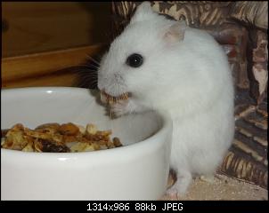 Kaninchen oder Rennm�use?-dsc02673.jpg