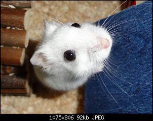 Kaninchen oder Rennm�use?-dsc02789.jpg