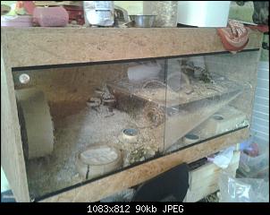 Kaninchen oder Rennm�use?-20141116_132656.jpg