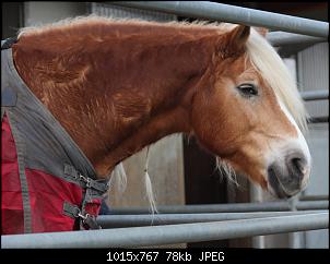 Pferde und Reiter-Thread-img_1619.jpg