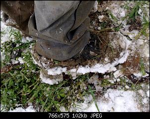 Der Garten- und Anbauthread-02022015208.jpg
