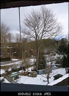 Der Garten- und Anbauthread-baum2.jpg
