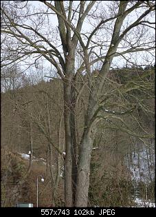 Der Garten- und Anbauthread-baum4.jpg