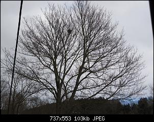 Der Garten- und Anbauthread-baum6.jpg