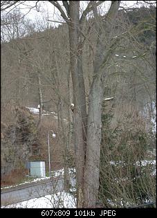 Der Garten- und Anbauthread-baum7.jpg