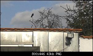 Quasselthread-vogel1.jpg