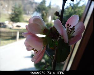 Der Garten- und Anbauthread-apfelquitte2.jpg