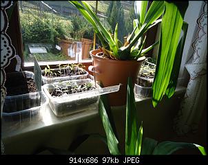 Der Garten- und Anbauthread-fenster1.jpg