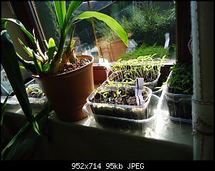 Der Garten- und Anbauthread-fenster2.jpg