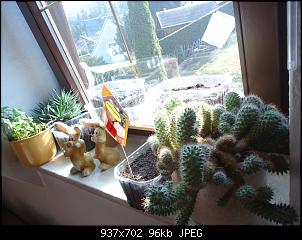 Der Garten- und Anbauthread-fenster3.jpg