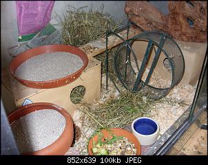 Quasselthread-sdc13248-medium-2-.jpg