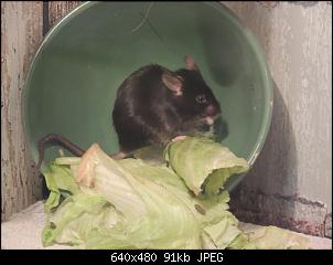 Quasselthread-erwischt.jpg