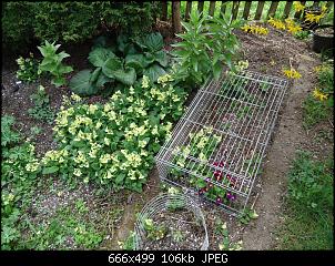 Der Garten- und Anbauthread-garten1.jpg
