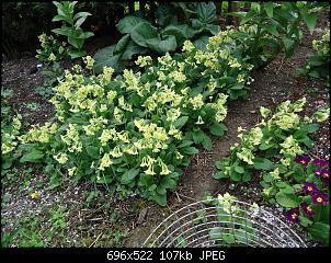 Der Garten- und Anbauthread-garten2.jpg