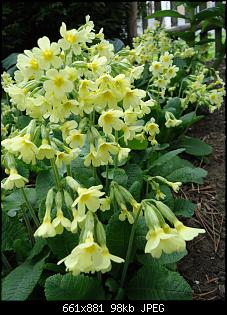 Der Garten- und Anbauthread-garten3.jpg