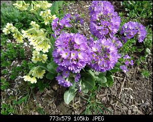 Der Garten- und Anbauthread-garten4.jpg