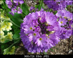Der Garten- und Anbauthread-garten5.jpg