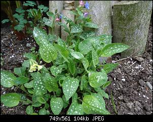 Der Garten- und Anbauthread-garten6.jpg