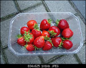 Der Garten- und Anbauthread-erdbeeren.jpg