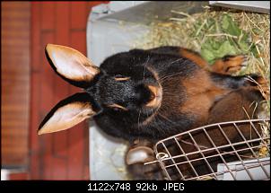 Quasselthread-img_9132.jpg