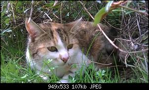 Der Katzen Thread-wp_20150426_12_37_31_pro%5B1%5D.jpg