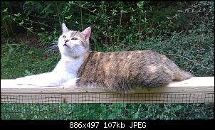 Der Katzen Thread-wp_20150504_12_53_28_pro%5B1%5D.jpg