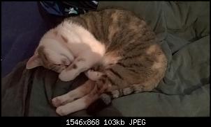 Der Katzen Thread-wp_20141102_22_27_30_pro%5B1%5D.jpg