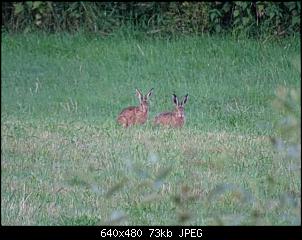 Quasselthread-k640_dsc00964.jpg