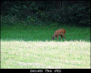 Quasselthread-k640_dsc00781.jpg