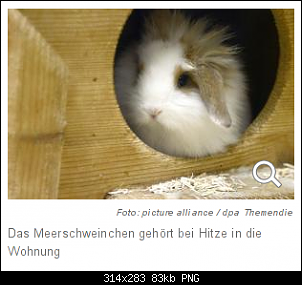 Quasselthread-langohrmeerschweinchen.png