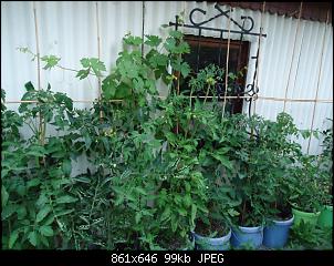 Der Garten- und Anbauthread-tomate1.jpg