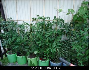 Der Garten- und Anbauthread-tomate2.jpg