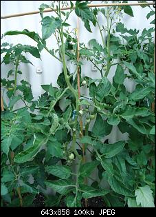 Der Garten- und Anbauthread-tomate3.jpg