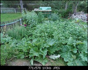 Der Garten- und Anbauthread-hasgarten2.jpg