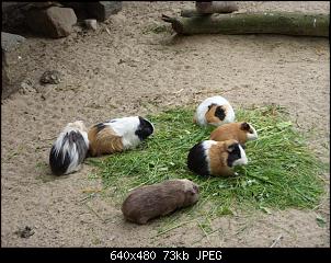Der Zoobilderthread!-zoo-021-small-.jpg
