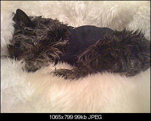 Thema Hund-img_0889.jpg