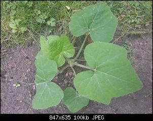 Der Garten- und Anbauthread-20150723_162704.jpg