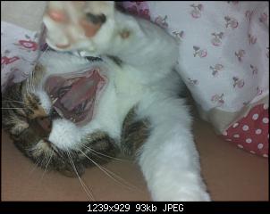 Der Katzen Thread-simba-188-.jpg