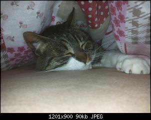 Der Katzen Thread-simba-206-.jpg