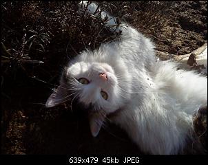 Der Katzen Thread-b%E4rli-106-.jpg