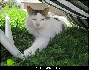 Der Katzen Thread-b%E4rli-100-.jpg
