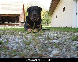 Der Hunde Thread-nero-114-.jpg