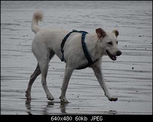 Der Hunde Thread-k640_dsc01541.jpg