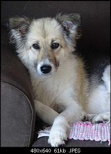Der Hunde Thread-k640_dsc01664.jpg